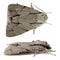 Owlet moth