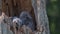 Owlets in the nest inside of a broken tree trunk.