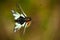 Owlflies, Libelloides lacteus, beautiful insect in the nature habitat, Gargano, Italy