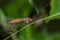 Owlfly insect (Ascalaphidae)