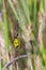 Owlfly Libelloides macaronius