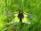 Owlfly in the meadow, rare insect