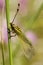 Owlfly profile view set on a twig - Libelloides ictericus