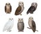 Owls birds. Wild night birds with colorful feathers decent vector wisdom realistic owls