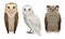 Owls Different Species Collection, Wild Forest Predatory Birds Vector Illustration