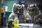 Owls dressed as scientists experimenting, created with Generative AI technology