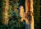 The owls feeds the chicks sitting in the nest in the hollow of an old tree.