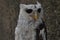 Owls are included in the order Strigiformes, carnivores, meat eaters, and are nocturnal animals at night.