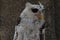 Owls are members of the order Strigiformes, including the bird of prey and are night animals ...