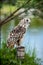 Owls at peleduparkas.lt