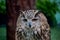 Owls Portrait