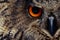 Owls Portrait. Owl eyes. - Image