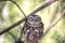 Owls, Pygmy owl Glaucidium passerinum on the tree branch, natural animal background, wildlife