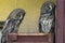 Owls in a Russian zoo.