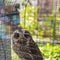 Owls are sitting in cage. Travel photo in local bird market in I