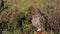 Owls. Young little Owls Athene noctua sits on a stone in the grass and cleans its feathers