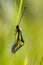 Owly sulphur insect