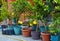 Own cultivation of citrus plants in pots at home, domestic hobby activity