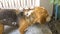 Owner bathing beagle dog
