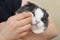 The owner cleans the cat`s eyes and nose with a cotton swab