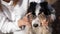 The owner closes the eyes of the border collie dog with his paws.