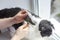 The owner combes the hair of his cat with a special comb