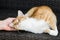 Owner cuddling red cat lying on bench