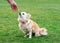 Owner feeding Brown chihuahua sitting on the grass