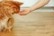 An owner feeding maine coon cat from her hand