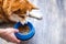 Owner feeds dry food from a bowl to the dog on the kitchen floor