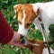 The owner feeds two dogs with his hands. The owner gives the dogs food with his hands on the street. The concept of training and