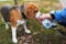 The owner gave Beagle dogs the water from bottle to drink