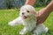 Owner gently holds Maltese puppy in his hands