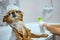 Owner of a German Spitz pours dog shampoo for bathing his pet in white bathroom