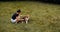 Owner girl combing wool beagle dogs in the park. The dog obediently sits and waits. Dog grooming