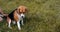 Owner girl combing wool beagle dogs in the park. The dog obediently sits and waits. Dog grooming