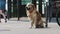Owner girl leaves golden retriever dog on the leash near the supermarket