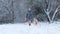 Owner Girl Walking With Her Golden Retriever Dog On A Snow Field