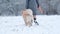 Owner Girl Walking With Her Golden Retriever Dog On A Snow Field