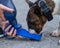 The owner gives a drink to the tiger bull terrier from a special drinking bottle.