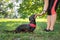 A owner giving a hand signal to a little breed dog dachshund for the command of lay down