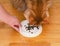 Owner giving a hungry ginger Maine Coon cat a bowl of cat food to eat