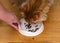 An owner giving a hungry ginger Maine Coon cat a bowl of cat food to eat. Closeup