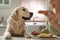 Owner giving sausage to cute dog in kitchen, closeup