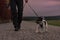 Owner goes with a dog walking in the autumn in the dusk with heard torch - jack russell terrier