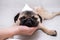 Owner or groomer washing pug dog in the shower, pets care and grooming.