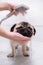 Owner or groomer washing pug dog in the shower, pets care and grooming.