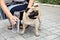 Owner helping her pug dog on street in hot day, closeup. Heat stroke prevention