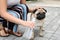 Owner helping her pug dog on street in hot day, closeup. Heat stroke prevention