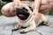 Owner helping his pug dog on street in hot day, closeup. Heat stroke prevention